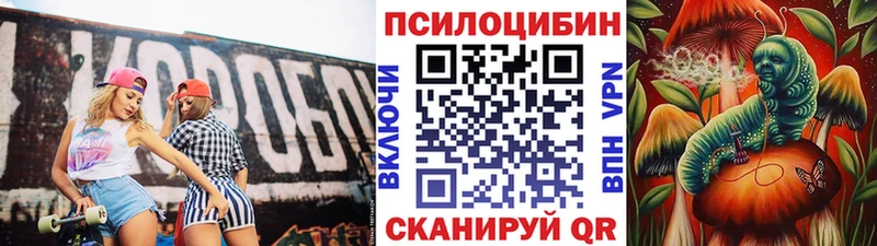 где найти наркотики  Кашин  Псилоцибиновые грибы Psilocybe 